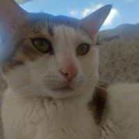 Tekir Kedi, Kedi  Efe fotoğrafı