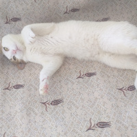 Tekir Kedi, Kedi  Efe fotoğrafı