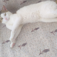 Tekir Kedi, Kedi  Efe fotoğrafı