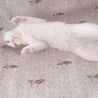 Tekir Kedi, Kedi  Efe fotoğrafı