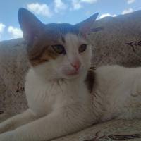 Tekir Kedi, Kedi  Efe fotoğrafı