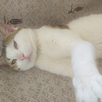 Tekir Kedi, Kedi  Efe fotoğrafı