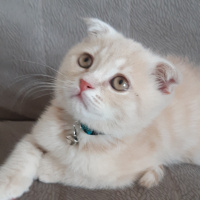 Scottish Fold, Kedi  Latte fotoğrafı