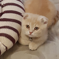 Scottish Fold, Kedi  Latte fotoğrafı