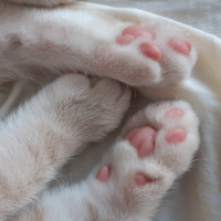 Scottish Fold, Kedi  Latte fotoğrafı