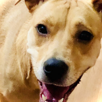 Sokö (Sokak Köpeği), Köpek  Paki fotoğrafı