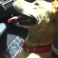 Sokö (Sokak Köpeği), Köpek  Paki fotoğrafı