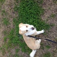 Golden Retriever, Köpek  dino fotoğrafı