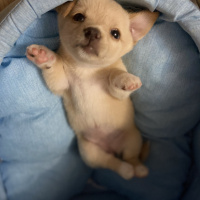 Chihuahua, Köpek  Sisi fotoğrafı