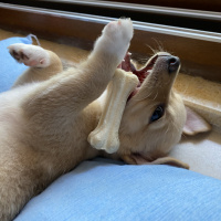 Chihuahua, Köpek  Sisi fotoğrafı