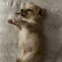 Chihuahua, Köpek  Sisi fotoğrafı