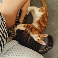 Sarman, Kedi  Asel fotoğrafı