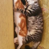 Sarman, Kedi  Silence fotoğrafı