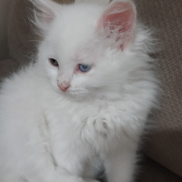 British Shorthair, Kedi  Mıncır fotoğrafı