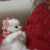 British Shorthair, Kedi  Mıncır fotoğrafı