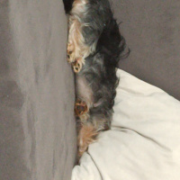 Yorkshire Terrier, Köpek  Maya fotoğrafı