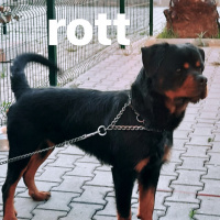 Rottweiler, Köpek  Rott fotoğrafı