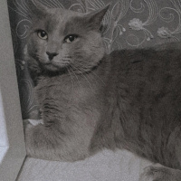 Mavi Rus, Kedi  Duman fotoğrafı