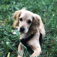 İngiliz Cocker Spaniel, Köpek  Miço fotoğrafı