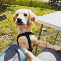 İngiliz Cocker Spaniel, Köpek  Miço fotoğrafı
