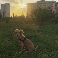 İngiliz Cocker Spaniel, Köpek  Miço fotoğrafı