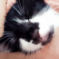 Tuxedo (Smokin) Kedi, Kedi  Merkür fotoğrafı