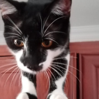 Tuxedo (Smokin) Kedi, Kedi  Merkür fotoğrafı