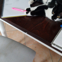 Tuxedo (Smokin) Kedi, Kedi  Merkür fotoğrafı