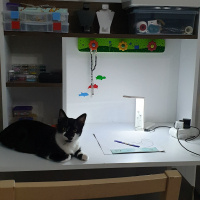Tuxedo (Smokin) Kedi, Kedi  Merkür fotoğrafı