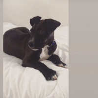 Amerikan Staffordshire Terrier, Köpek  Chivas ???? fotoğrafı