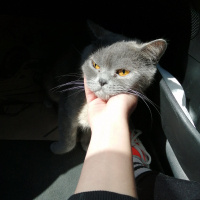 British Shorthair, Kedi  Vegas fotoğrafı