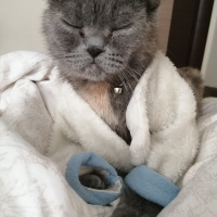 British Shorthair, Kedi  Vegas fotoğrafı