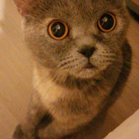 British Shorthair, Kedi  Vegas fotoğrafı