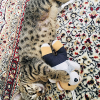 Tekir Kedi, Kedi  Boncuk fotoğrafı