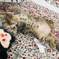 Tekir Kedi, Kedi  Boncuk fotoğrafı