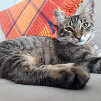 Tekir Kedi, Kedi  Leo fotoğrafı