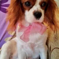 Cavalier King Charles Spanieli, Köpek  Hera fotoğrafı