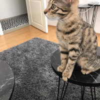 Tekir Kedi, Kedi  Leyla fotoğrafı