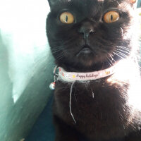 Scottish Fold, Kedi  Boncuk fotoğrafı