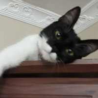 Tuxedo (Smokin) Kedi, Kedi  Prenses fotoğrafı