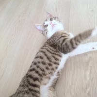 Tekir Kedi, Kedi  MİA fotoğrafı