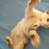 Tekir Kedi, Kedi  mina fotoğrafı