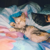 Tekir Kedi, Kedi  mina fotoğrafı