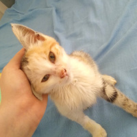 Tekir Kedi, Kedi  mina fotoğrafı