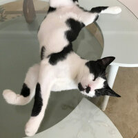 Tuxedo (Smokin) Kedi, Kedi  Fiko fotoğrafı