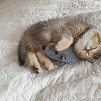 British Shorthair, Kedi  Maya fotoğrafı