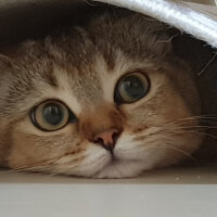 British Shorthair, Kedi  Maya fotoğrafı