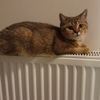 British Shorthair, Kedi  Maya fotoğrafı