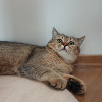 British Shorthair, Kedi  Maya fotoğrafı