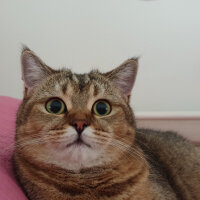 British Shorthair, Kedi  Maya fotoğrafı